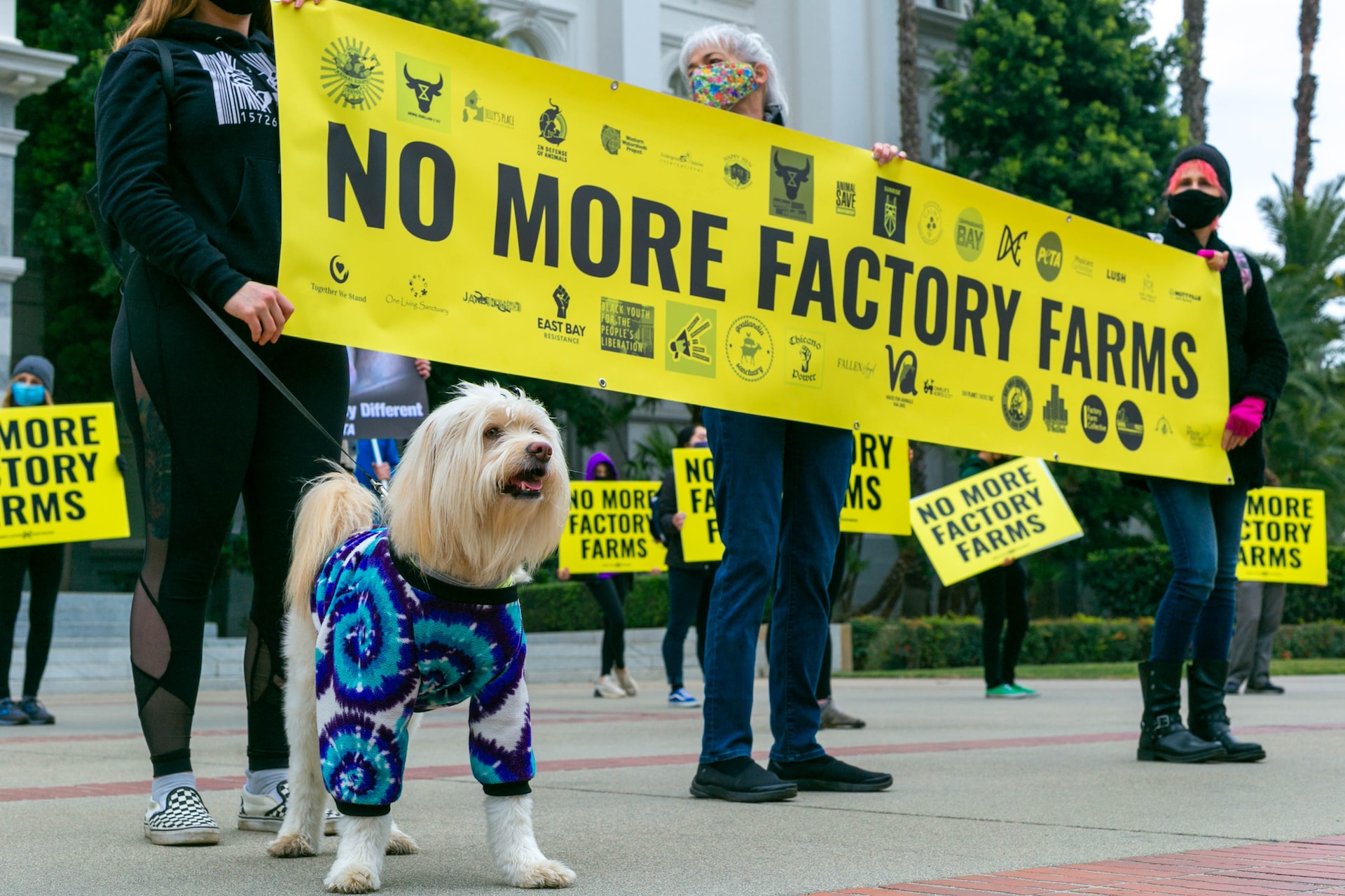 Una victoria sorprendente para los derechos de los animales… y la democracia