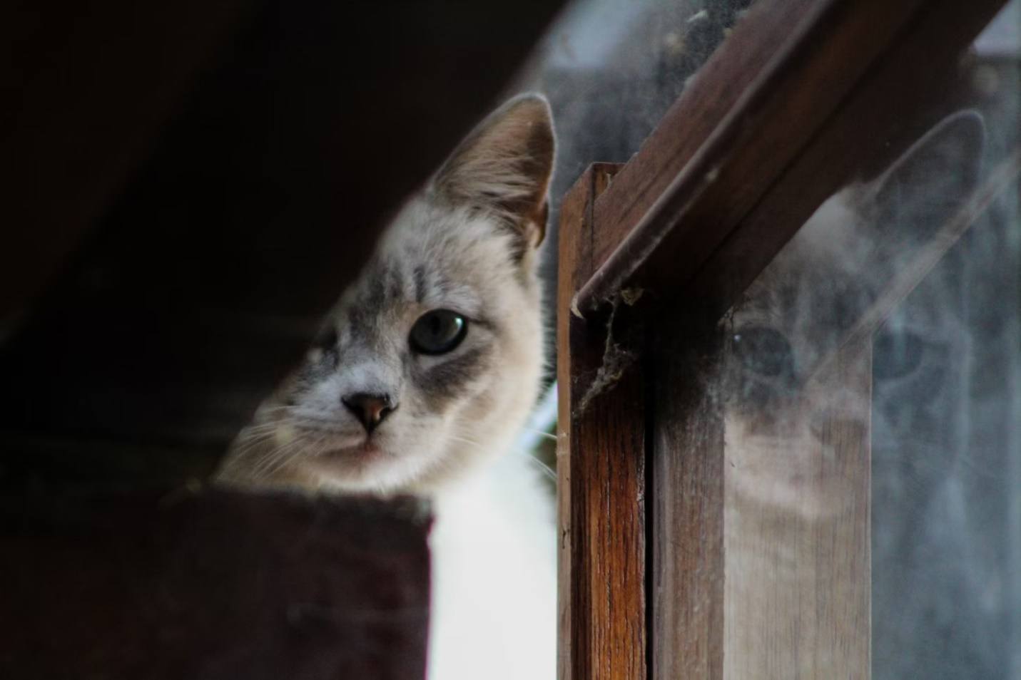 Los gatos veganos no existen